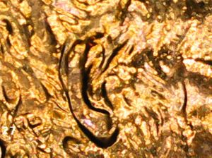 2006-LSC-With-An-Unusual-Ear